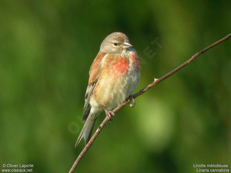 Linotte mélodieuse