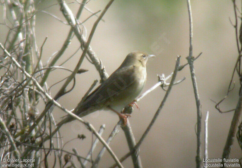 River Warbler male