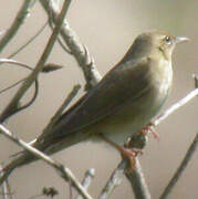 River Warbler