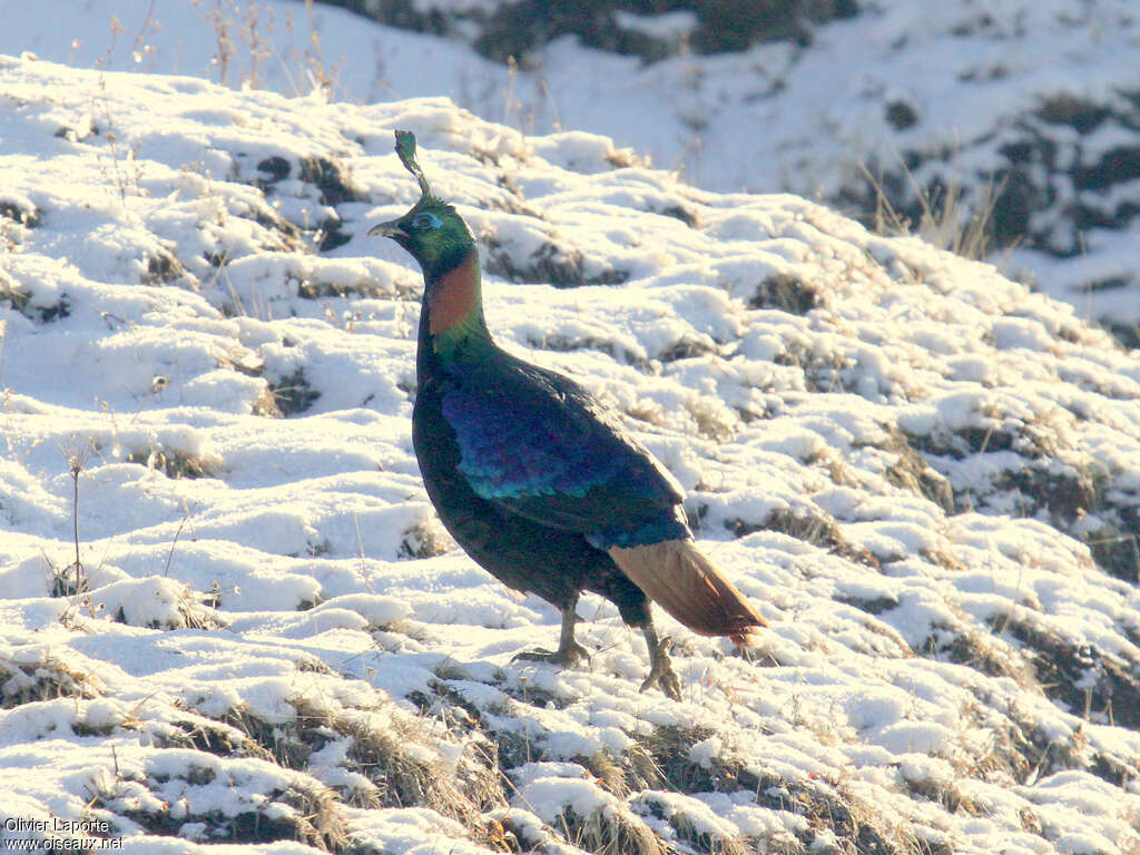 Himalayan Monal male adult, habitat, walking