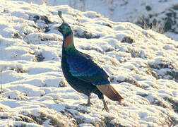 Himalayan Monal