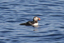 Atlantic Puffin