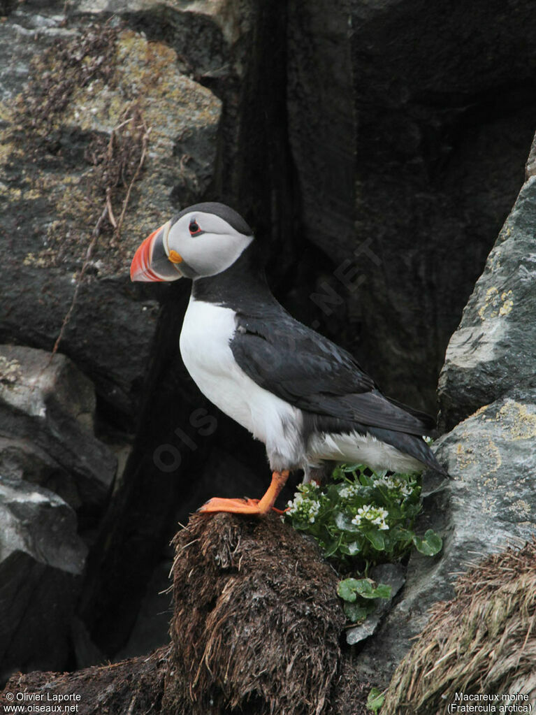 Atlantic Puffin