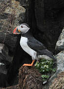 Atlantic Puffin