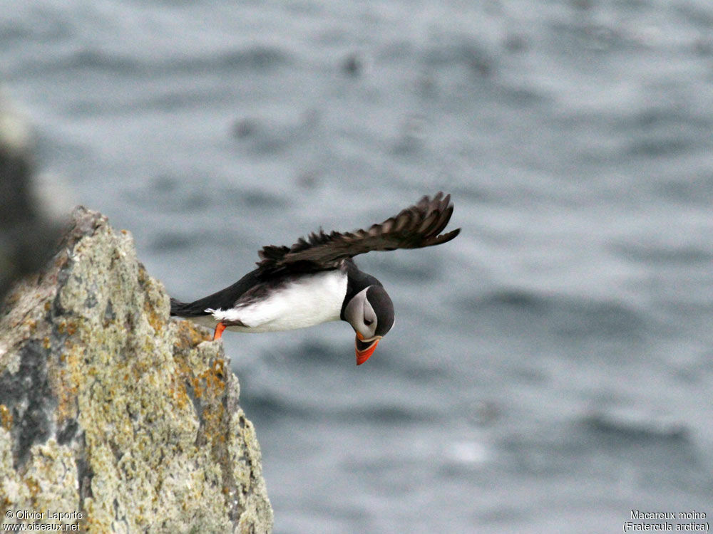 Atlantic Puffin