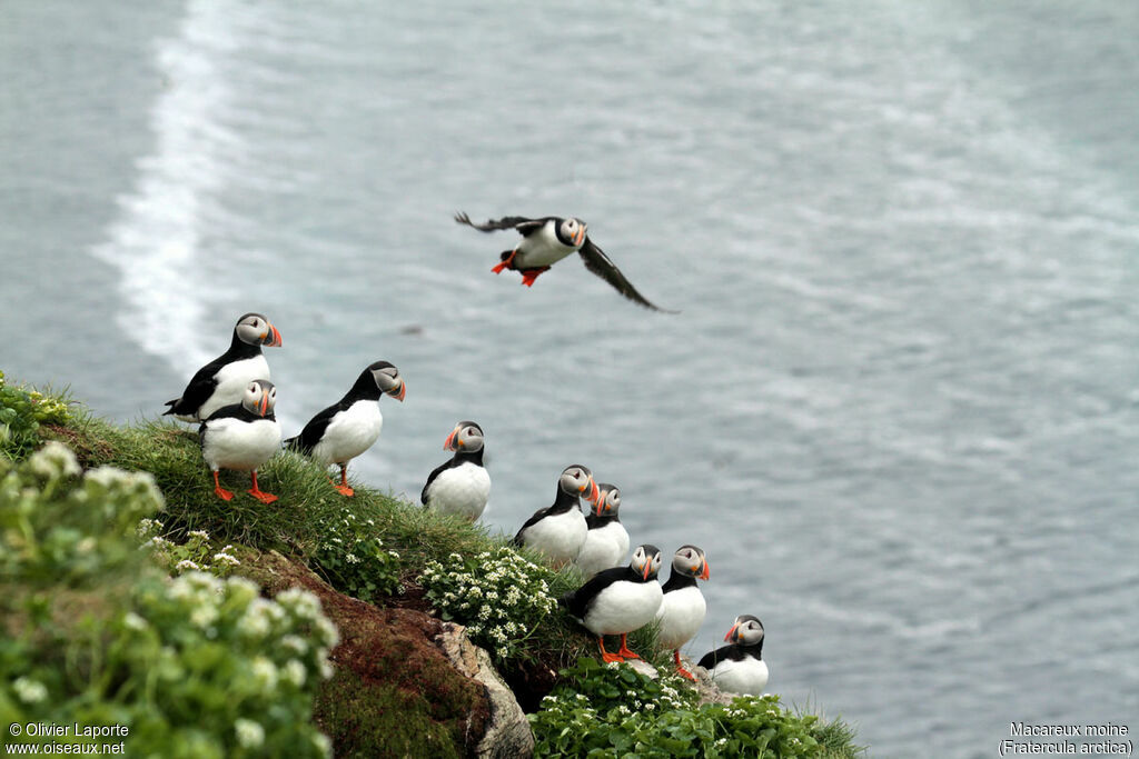 Atlantic Puffin