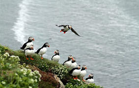 Atlantic Puffin