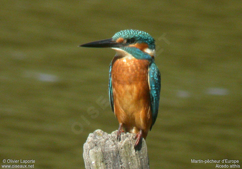 Martin-pêcheur d'Europe