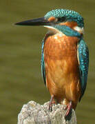 Common Kingfisher