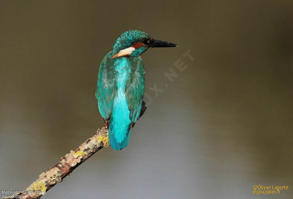 Common Kingfisher, identification