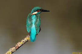 Common Kingfisher