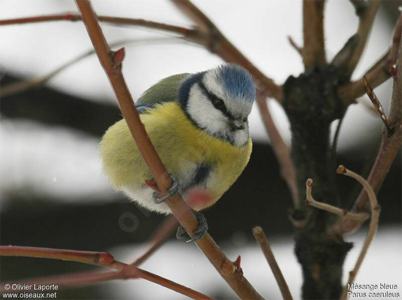 Eurasian Blue Tit