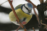 Mésange bleue