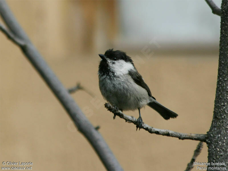 Mésange boréaleadulte