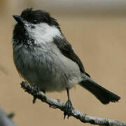 Willow Tit