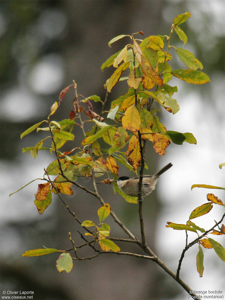 Mésange boréale