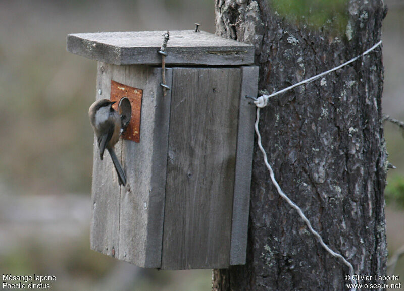 Grey-headed Chickadee female adult breeding, identification, Reproduction-nesting