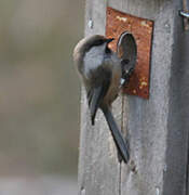 Grey-headed Chickadee