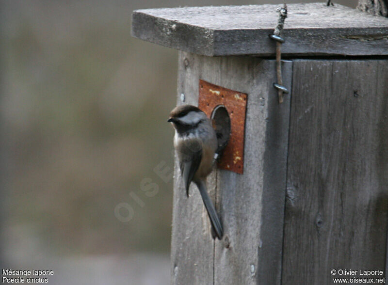 Grey-headed Chickadee, identification