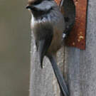 Mésange lapone