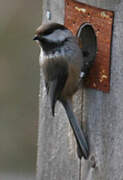 Grey-headed Chickadee