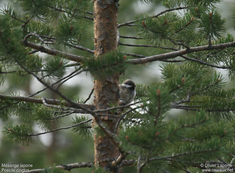 Mésange lapone