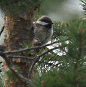 Grey-headed Chickadee