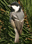 Coal Tit