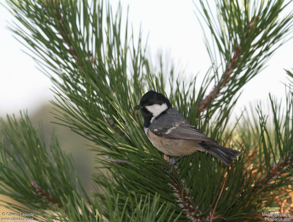 Coal Tit