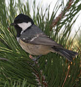 Coal Tit