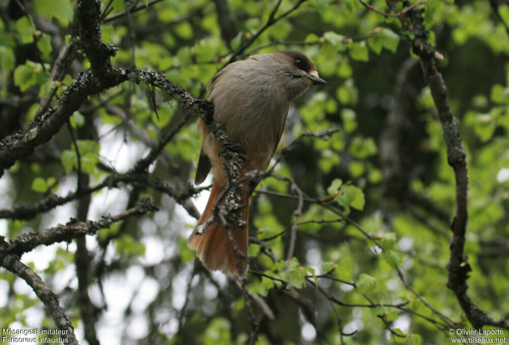 Siberian Jay, Behaviour