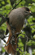 Siberian Jay