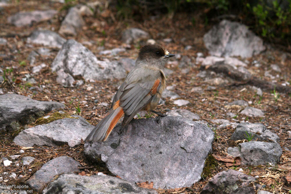 Siberian Jayadult, pigmentation