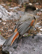 Siberian Jay