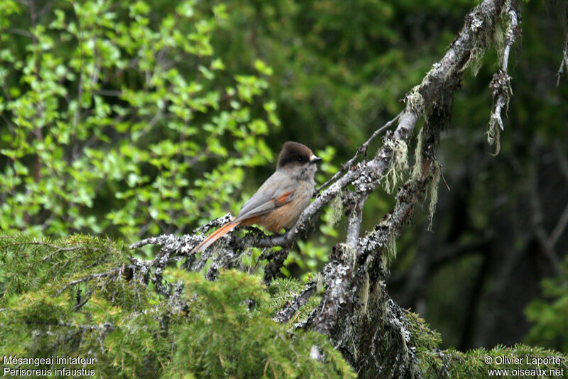 Mésangeai imitateur, identification