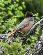 Siberian Jay