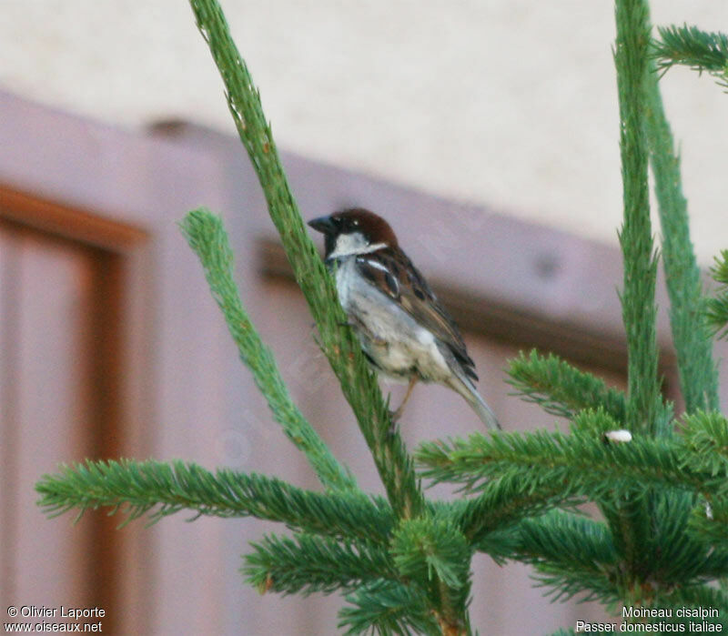 Italian Sparrow male adult