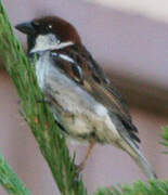 Italian Sparrow