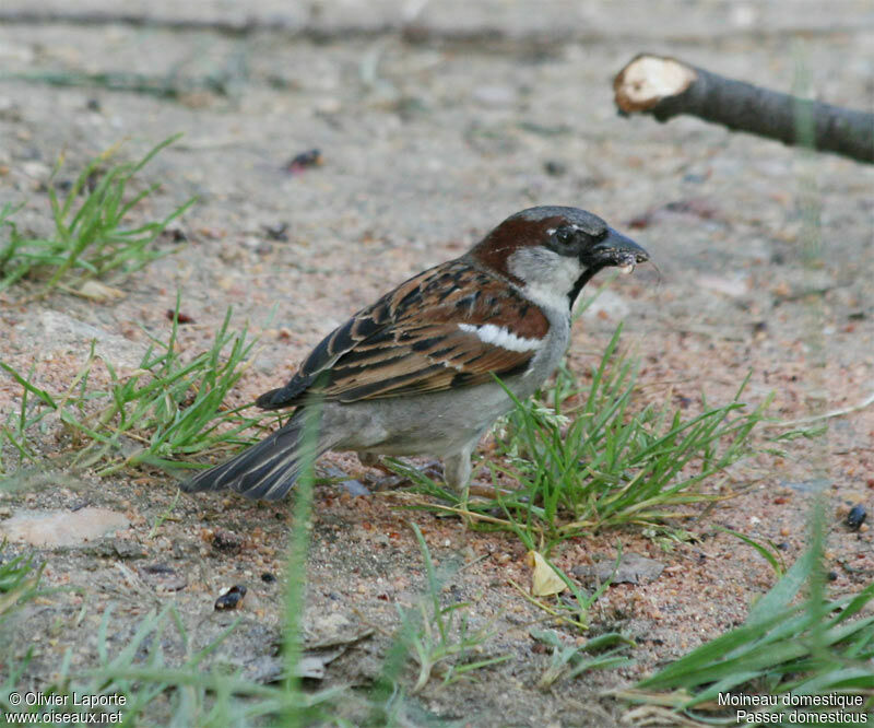 House Sparrow male adult breeding