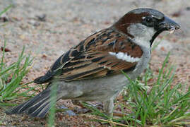 House Sparrow