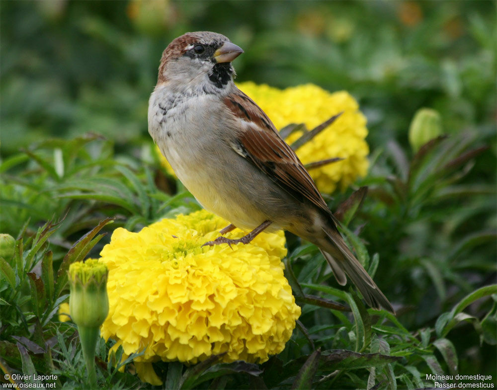 House Sparrow male adult