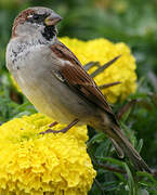 Moineau domestique