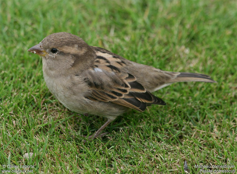 Moineau domestique femelle