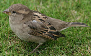 House Sparrow