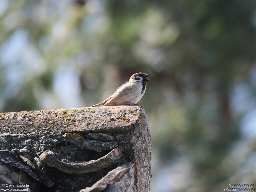 Moineau friquet, identification, chant