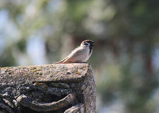 Moineau friquet