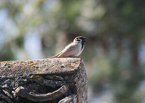 Moineau friquet