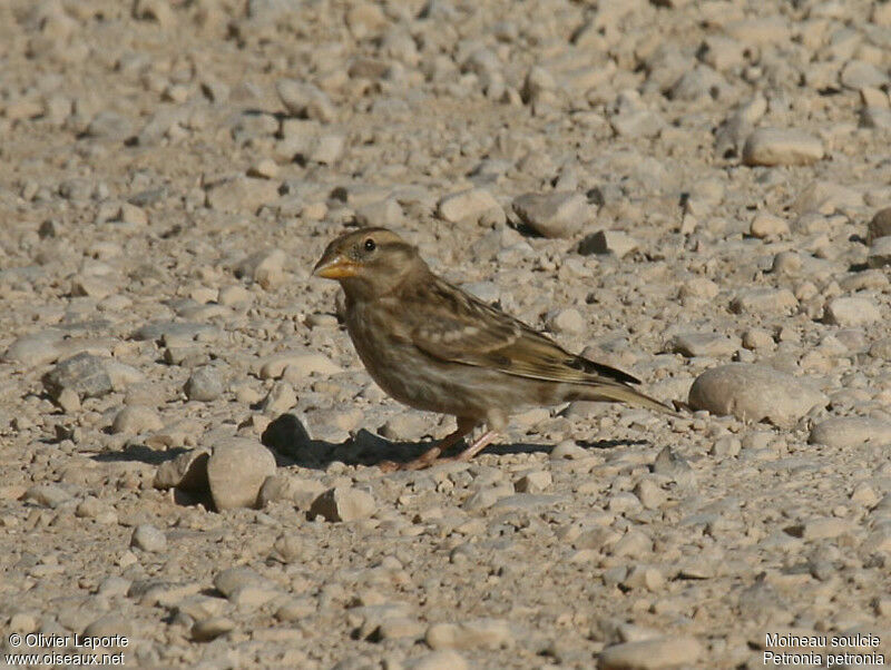 Rock Sparrowimmature