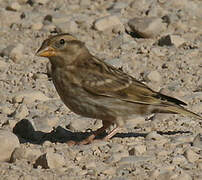 Rock Sparrow