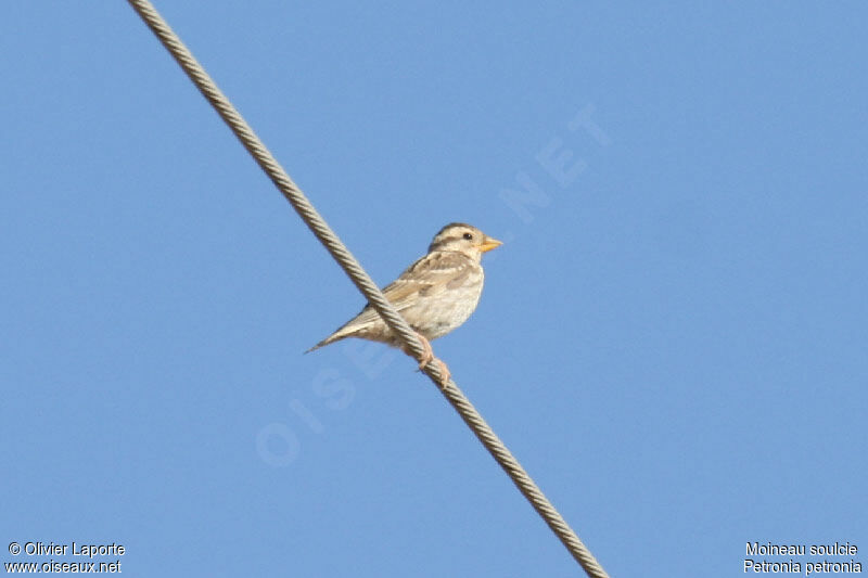 Rock Sparrow